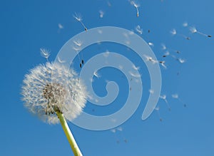 Dandelion Seeds Blow in Wind