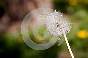 Dandelion seeds blowing