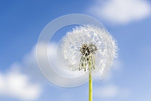 Dandelion with seeds blowing away