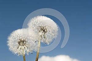 Dandelion with seeds blowing away