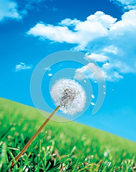 Dandelion seeds blowing away across blue sky and grassland