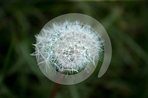 Dandelion seeds blowing away across a fresh green background