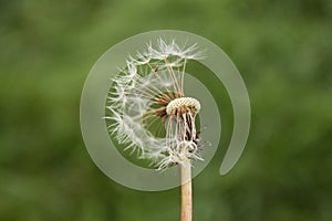 Dandelion seeds blowing away across a fresh green background