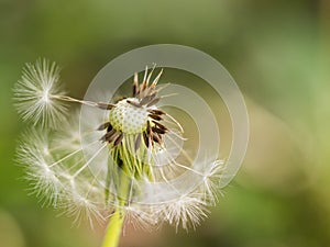 Dandelion with seeds blowing away, spring flower