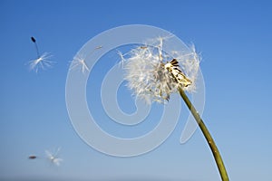 Dandelion with seeds blowing away in the wind