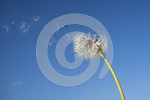 Dandelion with seeds blowing away in the wind