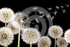 Dandelion with seeds blowing away in the wind across on black background.