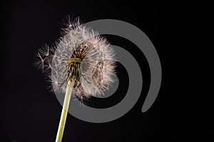 Dandelion with seeds blowing away in the wind across on black background