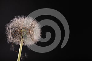 Dandelion with seeds blowing away in the wind across on black background