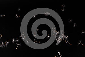 Dandelion with seeds blowing away in the wind across on black background