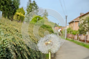 Dandelion with seeds blowing away in the wind across a blue sky with copy space