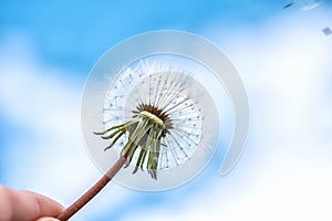 Dandelion with seeds blowing away in the wind across a blue sky