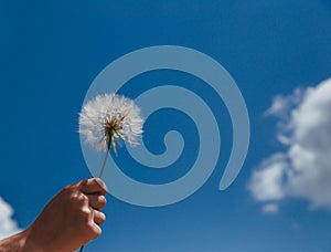 Dandelion with seeds blowing away in the wind across a clear blue sky with copy space