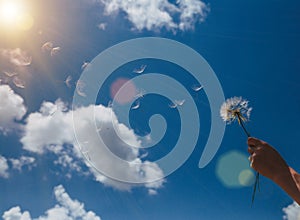 Dandelion with seeds blowing away in the wind across a clear blue sky with copy space