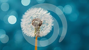 Dandelion with seeds blowing away in the wind across a clear blue sky with copy space.