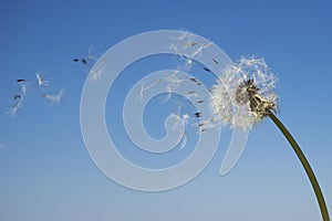 Dandelion with seeds blowing away in the wind