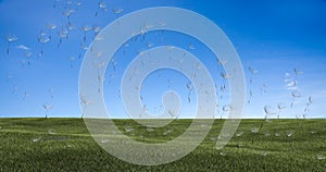 Dandelion with seeds blowing away in the wind across a clear sky