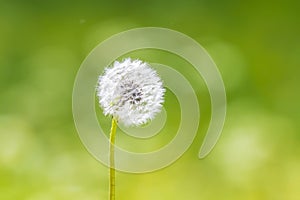 Dandelion seeds blowing away with the wind in a natural blooming meadow