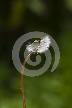 Dandelion seeds blowing away with the wind in a natural blooming meadow