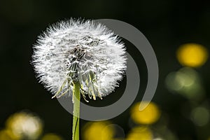 Dandelion seeds blowing away with the wind in a natural blooming meadow