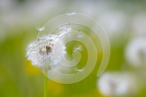 Dandelion seeds blowing away with the wind in a natural blooming meadow