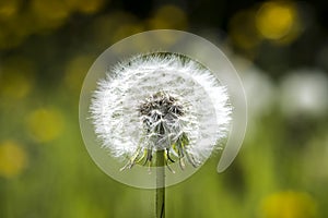 Dandelion seeds blowing away with the wind in a natural blooming meadow