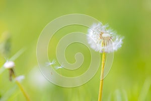 Dandelion seeds blowing away with the wind in a natural blooming meadow