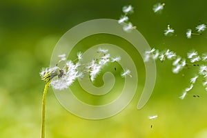 Dandelion seeds blowing away with the wind in a natural blooming meadow