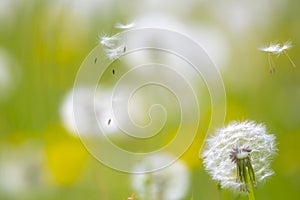 Dandelion seeds blowing away with the wind in a natural blooming meadow