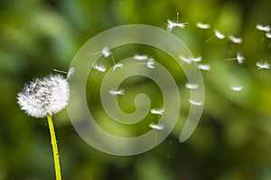 Dandelion seeds blowing away with the wind in a natural blooming meadow