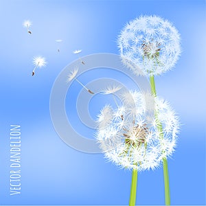 Dandelion seeds blowing away on the wind