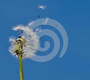 Dandelion Seeds Blowing in the Wind