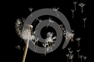 Dandelion seeds blowing in the wind