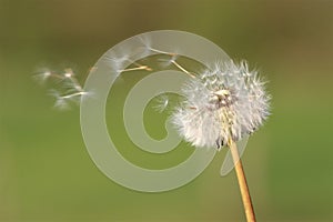 Dandelion in the wind