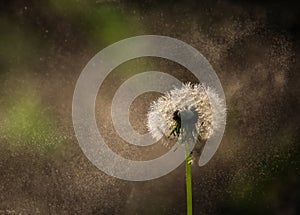 Dandelion seeds blowing in the wind on a dark background, macro photography.