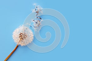 Dandelion with seeds blowing in the wind through a transparent blue background with copy space