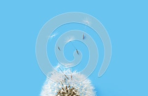Dandelion with seeds blowing in the wind through a transparent blue background with copy space