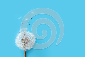 Dandelion with seeds blowing in the wind through a transparent blue background with copy space