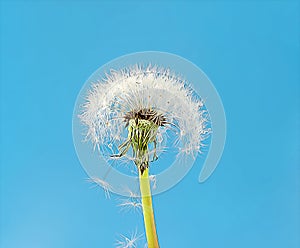 dandelion with seeds on a blue background