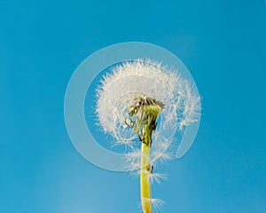 dandelion with seeds on a blue background