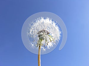 Dandelion seeds blue sky background -- Wishes