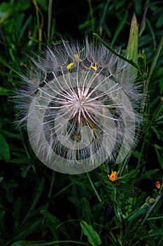 Dandelion seeds on a blurry green background