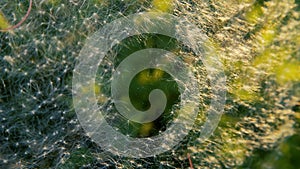 Dandelion seeds captured on spider web