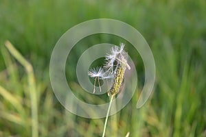 Dandelion seeds caught up on a grass stem
