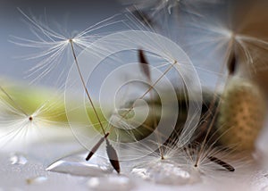 Dandelion seeds close-up. Abstract botanical background of a dandelion flower. Macro of seeds in close-up