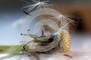 Dandelion seeds close-up. Abstract botanical background of a dandelion flower. Macro of seeds in close-up
