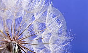 Dandelion seeds close up blowing in blue