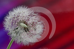 Dandelion seeds close up blowing in blue background