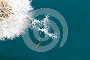 Dandelion and seeds close up on a blue background