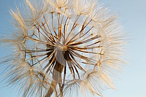 Dandelion seeds close up on a blue sky background